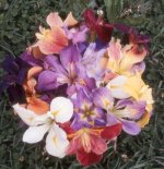 Louisiana Iris Hybrids