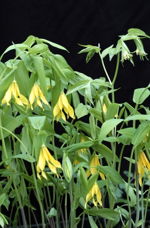 Image of Arisaemas companion plant for trilliums