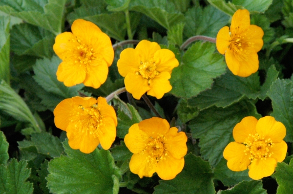 Geum 'Georgenberg'