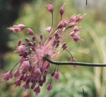 Allium carinatum ssp pulchellum
