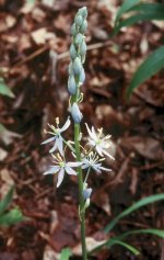 Camassia scilloides