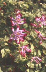 Corydalis incisa