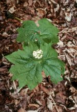 Diphylleia cymosa