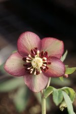 Hellebores are a specialty