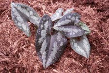 Hexastylis and Asarum species