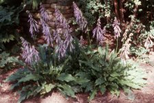 Hosta laevigata