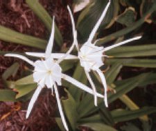 Hymenocallis caroliniana