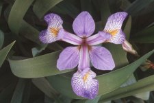 Iris virginica Tetraploid Form