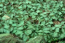 Pachysandra procumbens