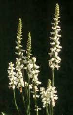 Spiranthes cernua odorata 'Chadds Ford'