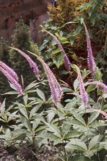 Veronicastrum sibiricum