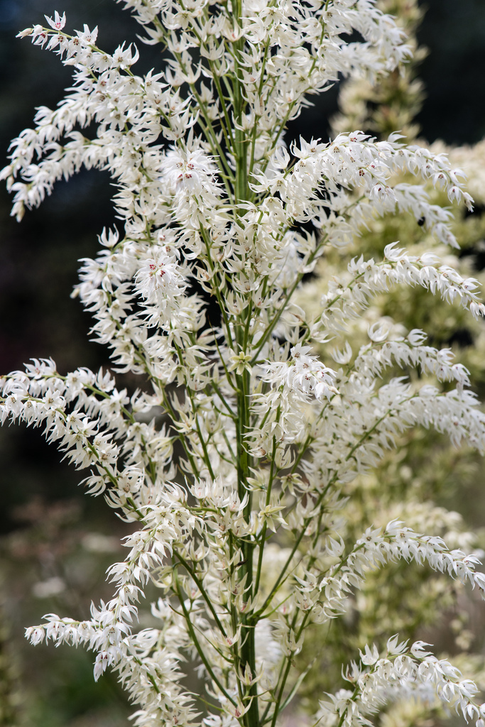 Stenanthium gramineum